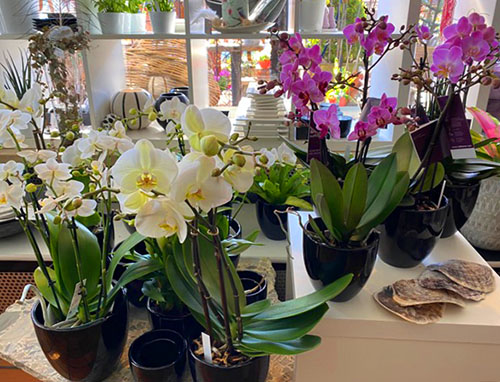 Blumen-Hofer_Orchidee1
